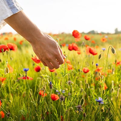 Hand streift durch ein Mohnblumenfeld